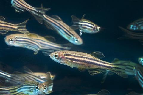 Zebrafish school