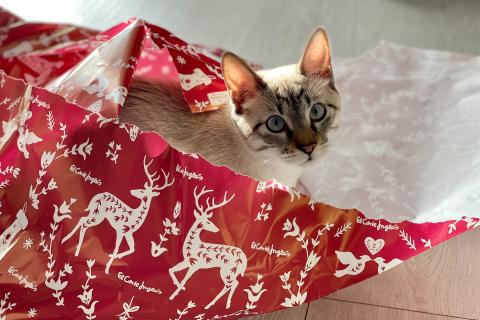 Cat in wrapping paper