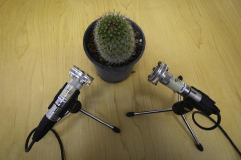 Recording sounds from a cactus (Image by Lilach Hadany)