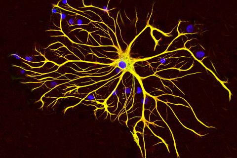 An astrocyte glial cell