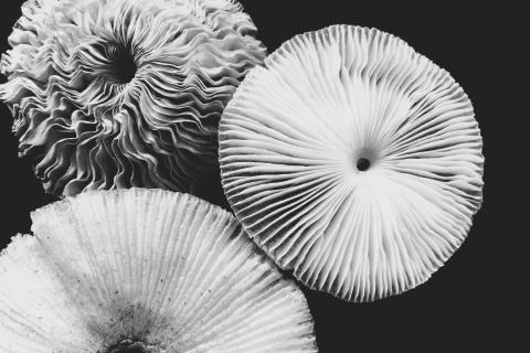 Gilled fungi showing the underside of their caps