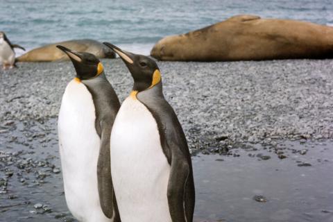 Penguins on Macquarie Island