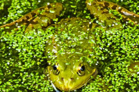 Frog in a pond