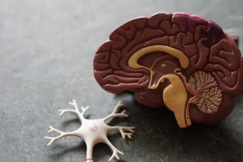 Toy replica of human brain and single neuron