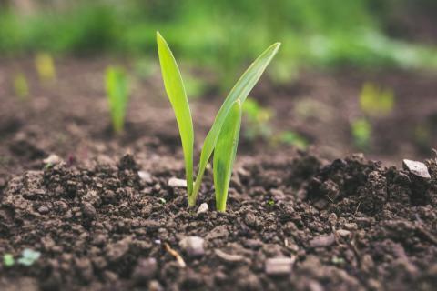 Seedlings emerge from soil