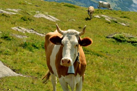 Cows in a field