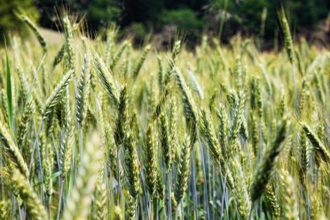 Ripening wheat