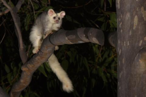 Greater Glider