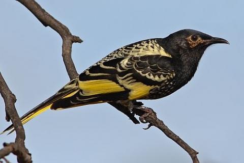 Regent HoneyEater