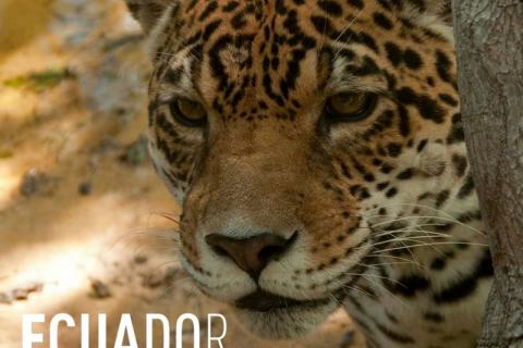 Close-up of a leopard's face, Text in the corner of the picture reading: EQUADOR ENDANGERED