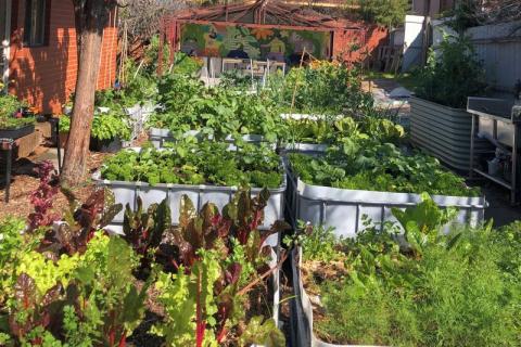 A Farm with veggie veggie patches