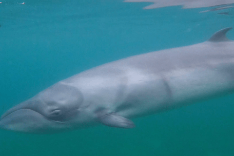 Pygmy Right Whale. Credit: Henry Cordell.