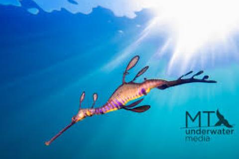 Weedy Seadragon Matt Testoni