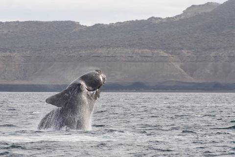 Southern Right Whale