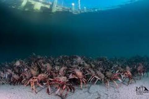 spider crabs by matt testoni