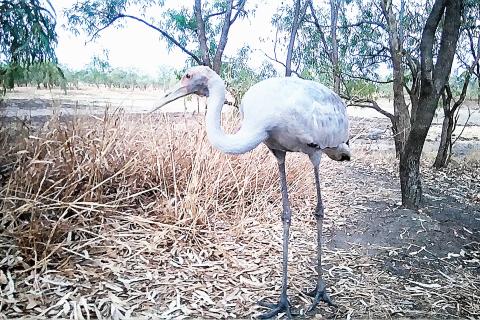 A brolga; its a large bird that lives  in the Northern Territory.