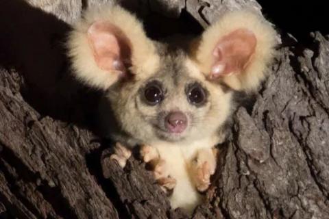 Greater Glider Gets Day in Court