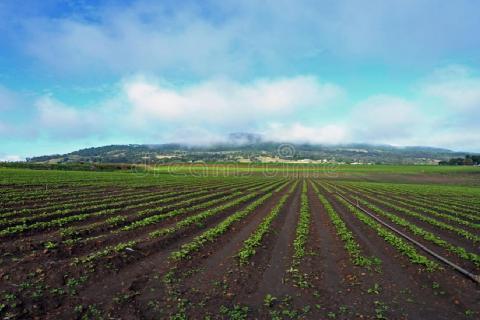 Chemicals in our landscapes?