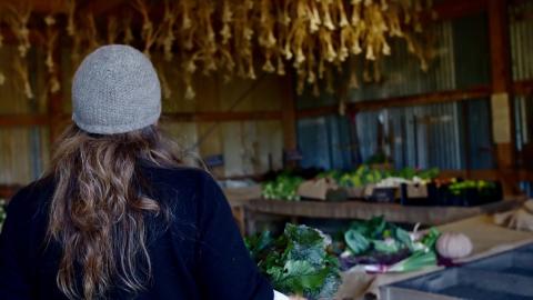 Organic and Biodynamic Transition Farm Fingal Victoria