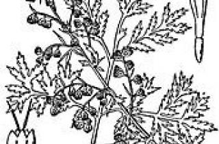 Artemisia annua is the source of a new teratment for malaria 