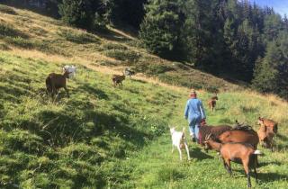 Herds and Curds presenter, Carmen, herding goats in the alps