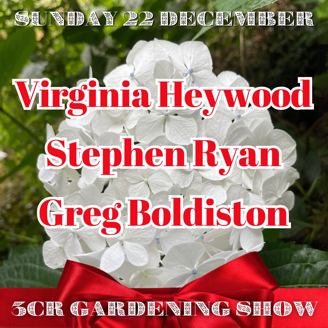 22 December, Virginia Heywood joined by Stephen Ryan and Greg Boldiston