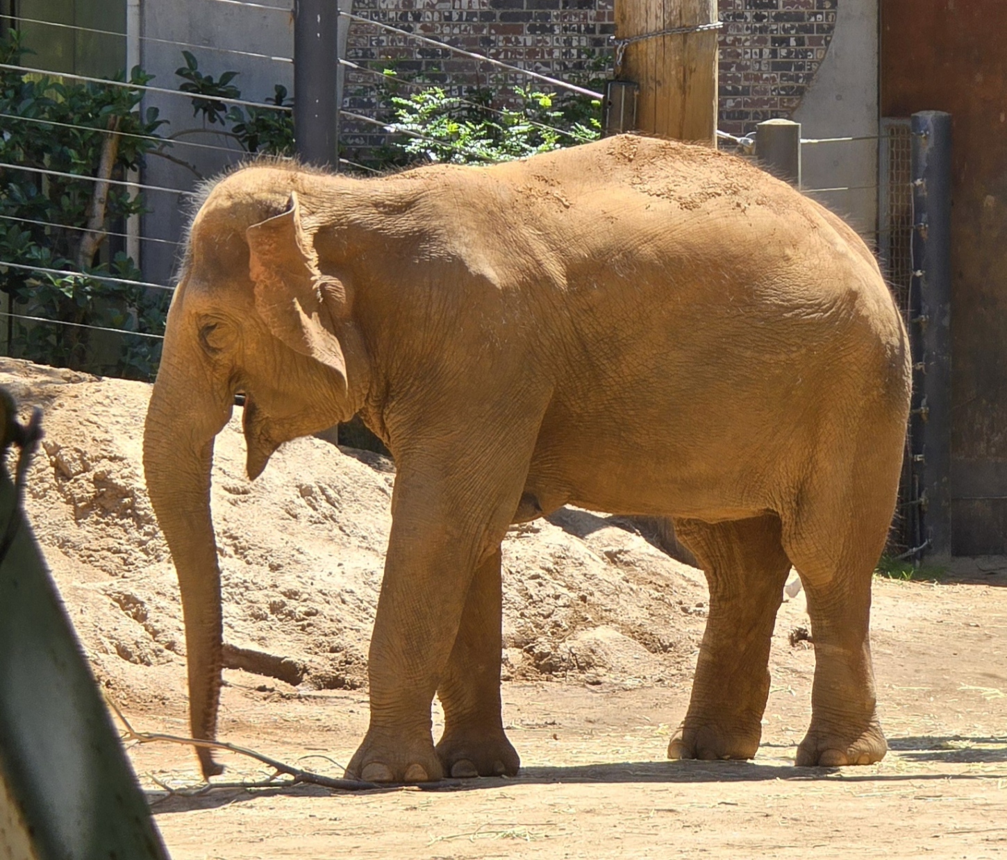 Elephant at Melbourne Zoo