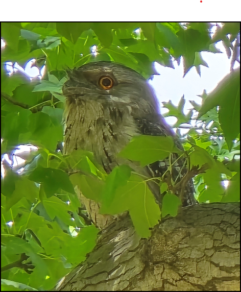 Tawny Frogmouths of Melbourne