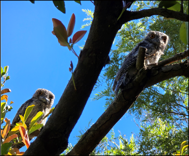 Tawny Frogmouths