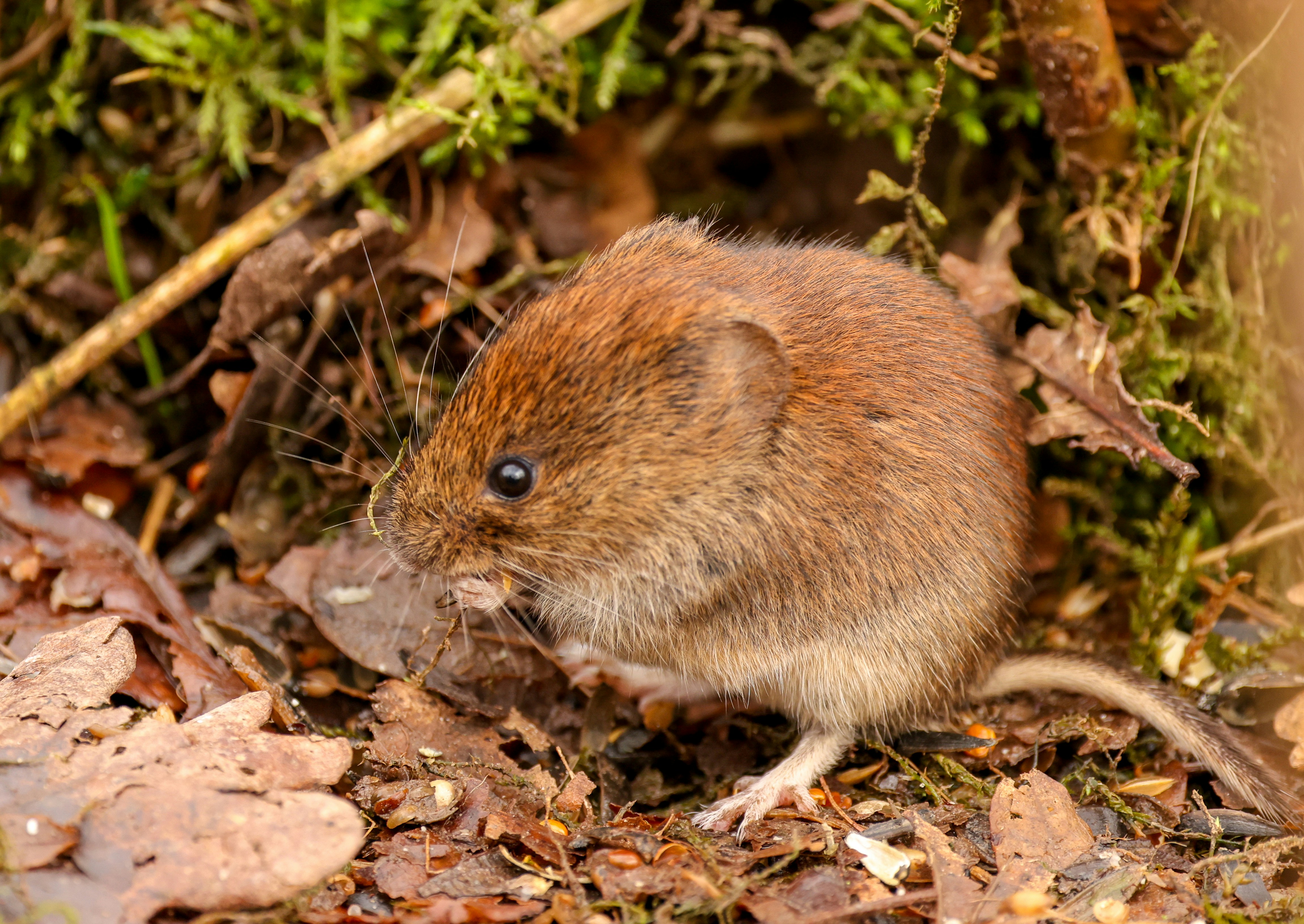 A small brown rodent