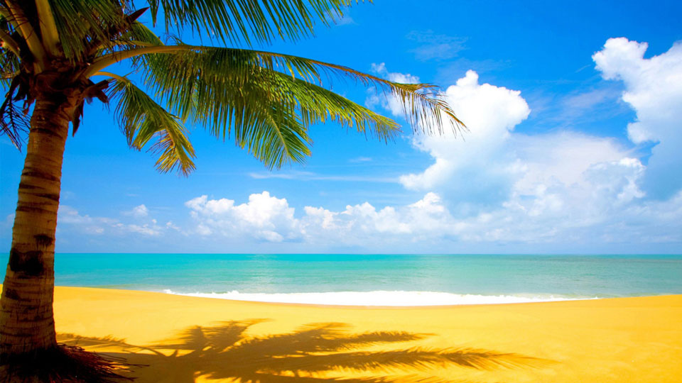 Summer beach and palm trees