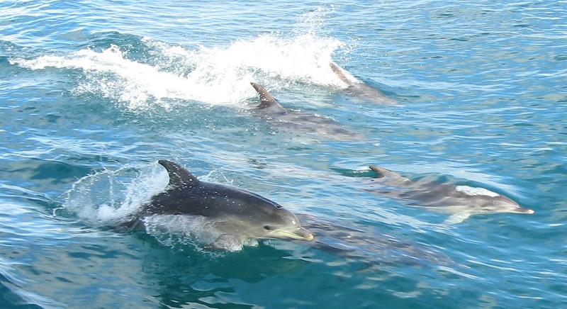 Dolphins in Port Phillip Bay