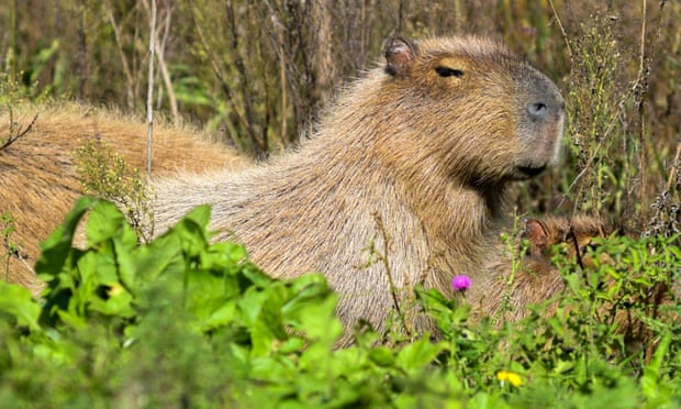 Capybara. Image: The Guardian