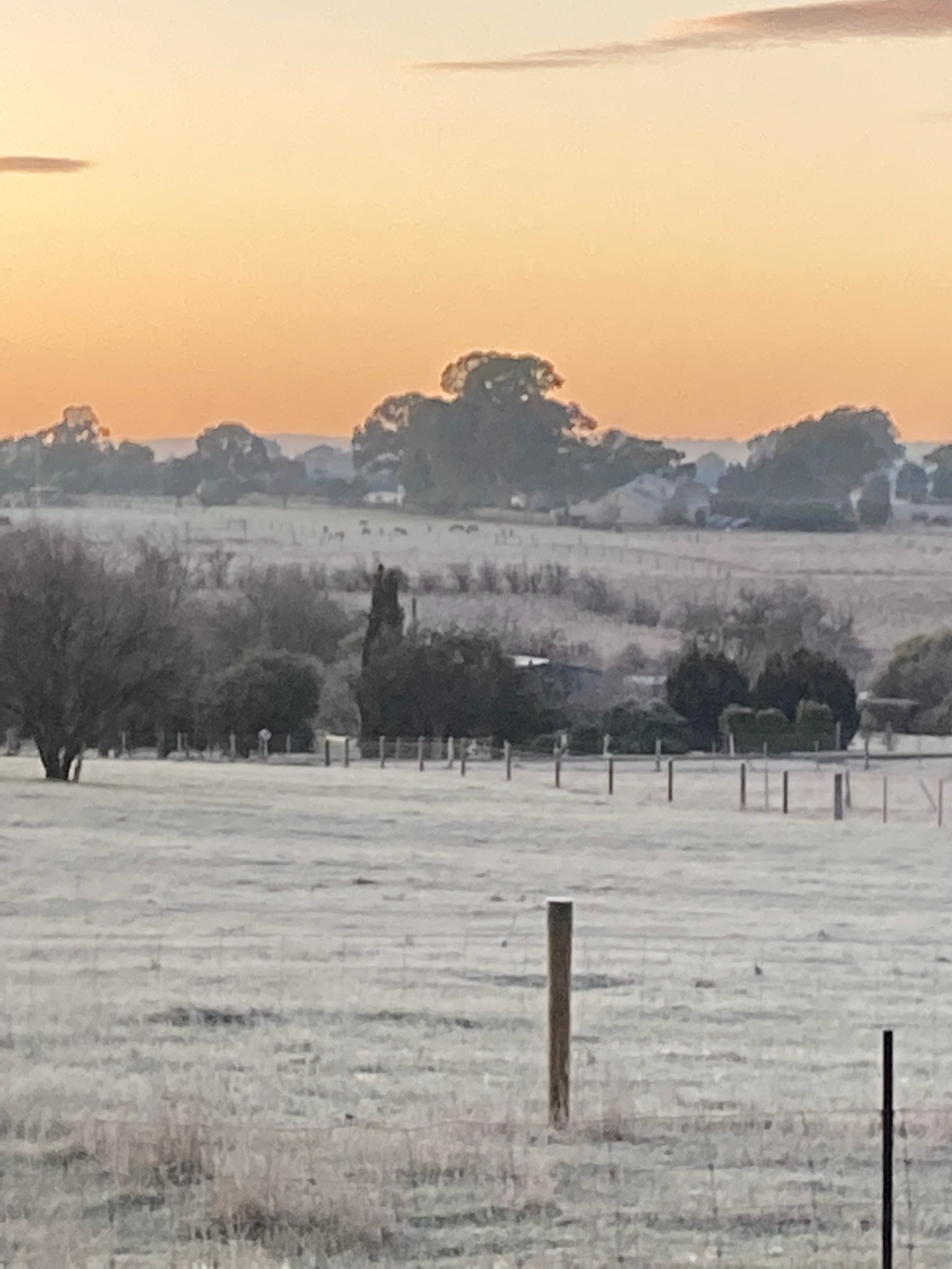 Living Wonders :Clunes under frost . J.Curzon