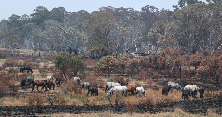 Feral Horses eating native habitat Kosciusko Park - Invasive Species Council