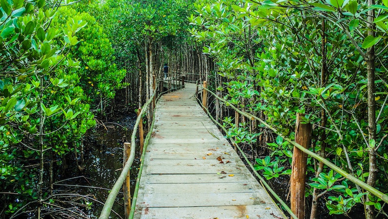 Mangroves part of COP 26 Forest Pledge