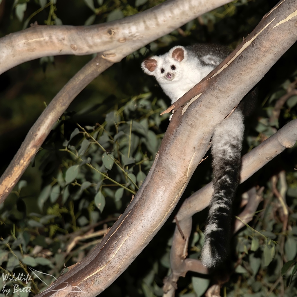 Greater Glider Photo: Brett Mezen Observation © brettmezen Attribution-NonCommercial 4.0 International    CC BY-NC 4.0