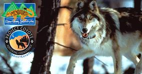 Wolves help restore health of North American habitat corridors