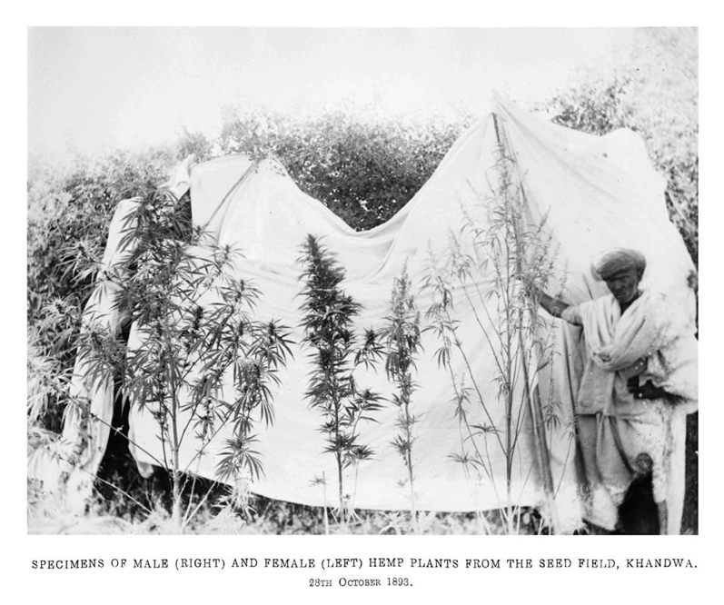 A cannabis farmer shows examples of male (right) and female (left) hemp plants in Khandwa, India 1893 (public domain via Irfan ッ Khan on Linkedin)