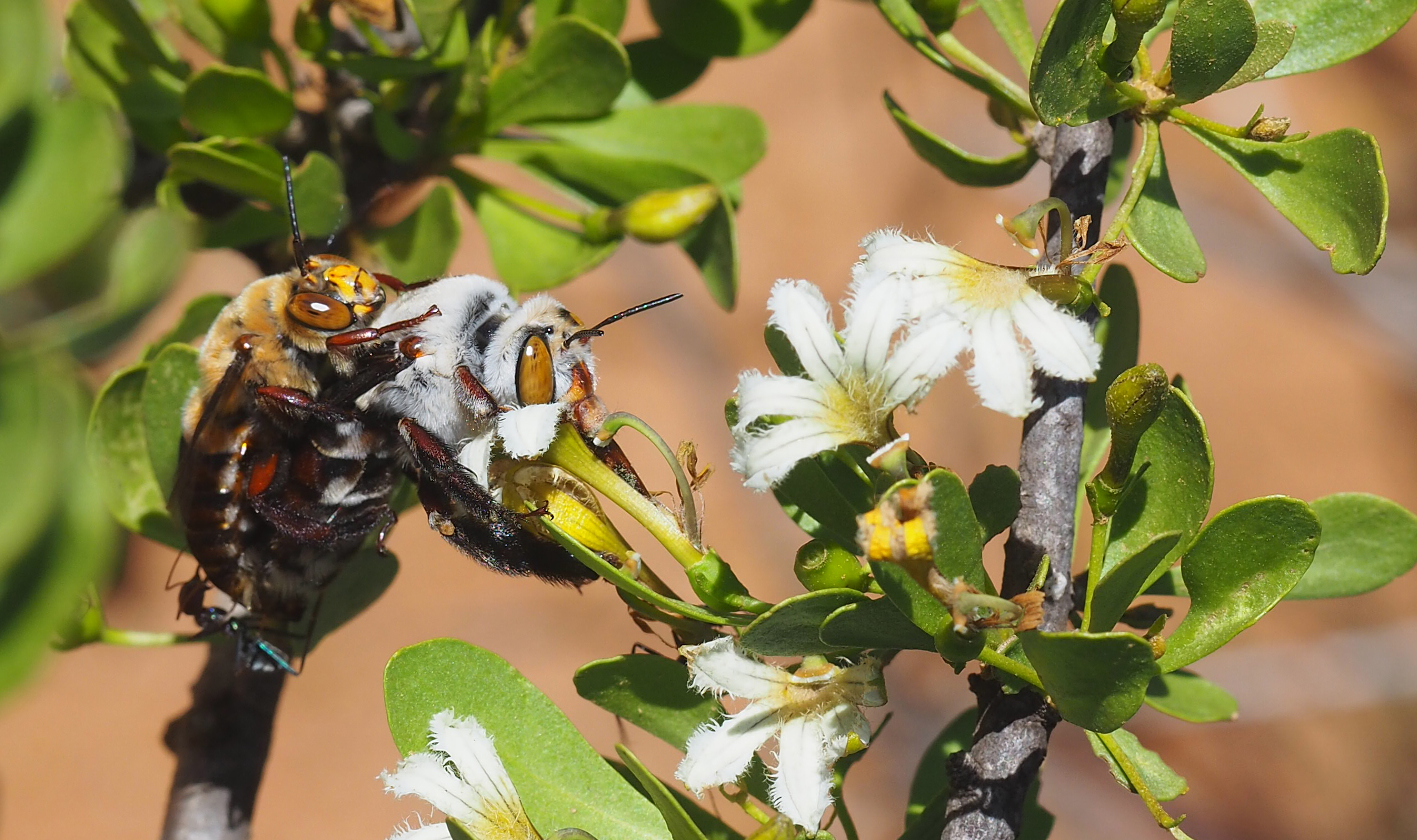 Two bees on a branch with flowers