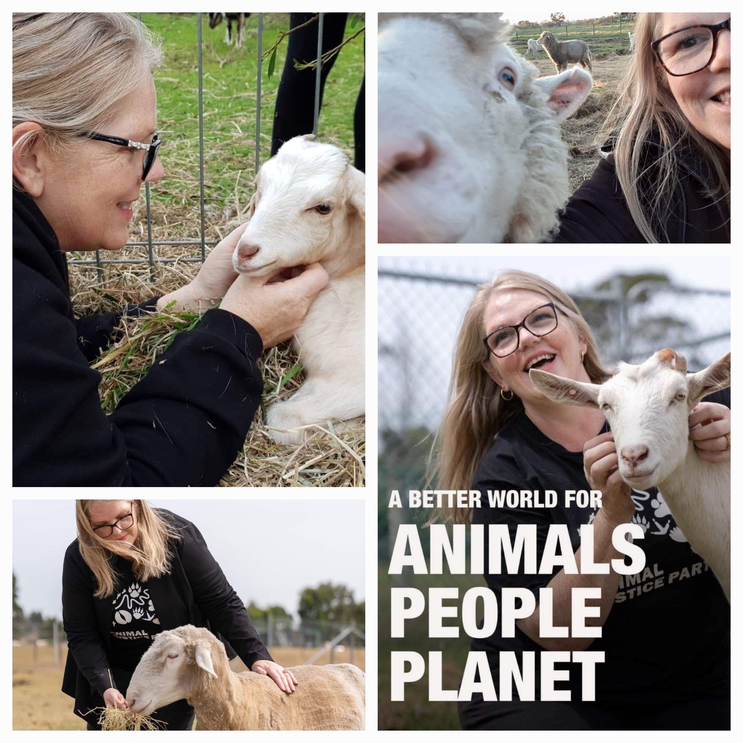 Photos of Bronwyn Currie with rescue animals including sheep and goats