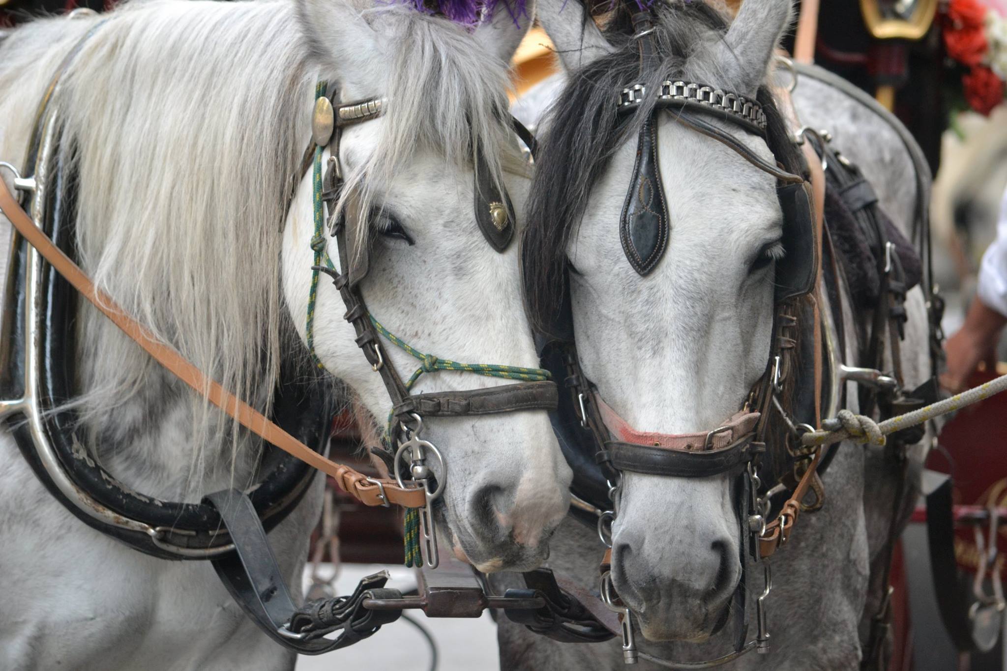 Two horse strapped to a carriage