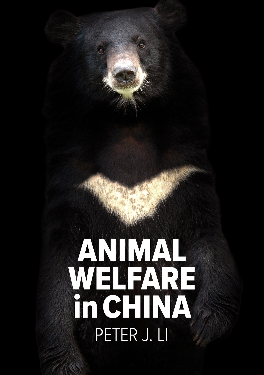 A moon bear staring out at you on a black background, text - Animal Welfare in China by Peter J. Li