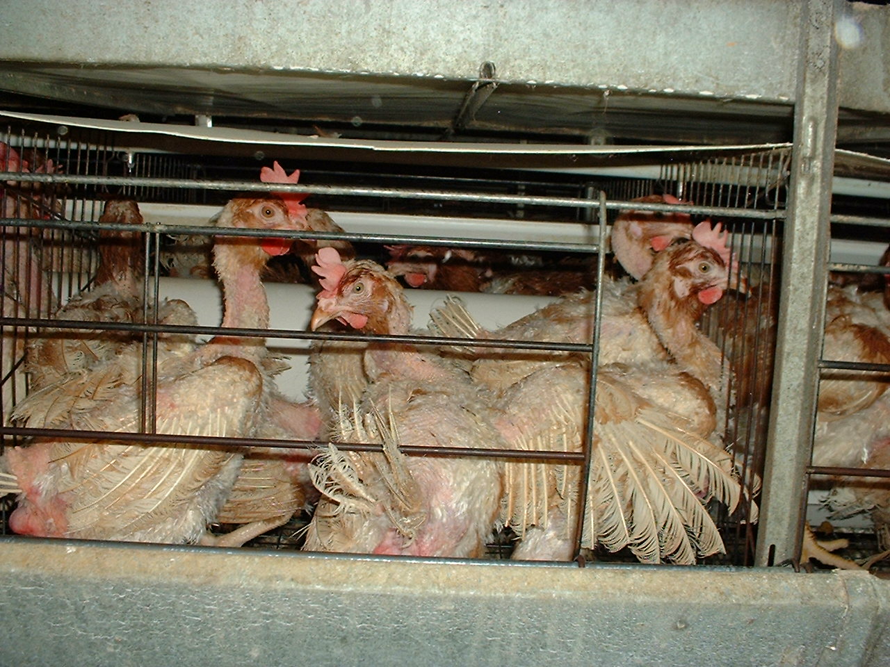 Factory-farmed hens