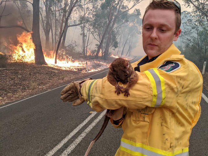 Dean the firefighter with a possum – photo from @Em___ on Twitter.