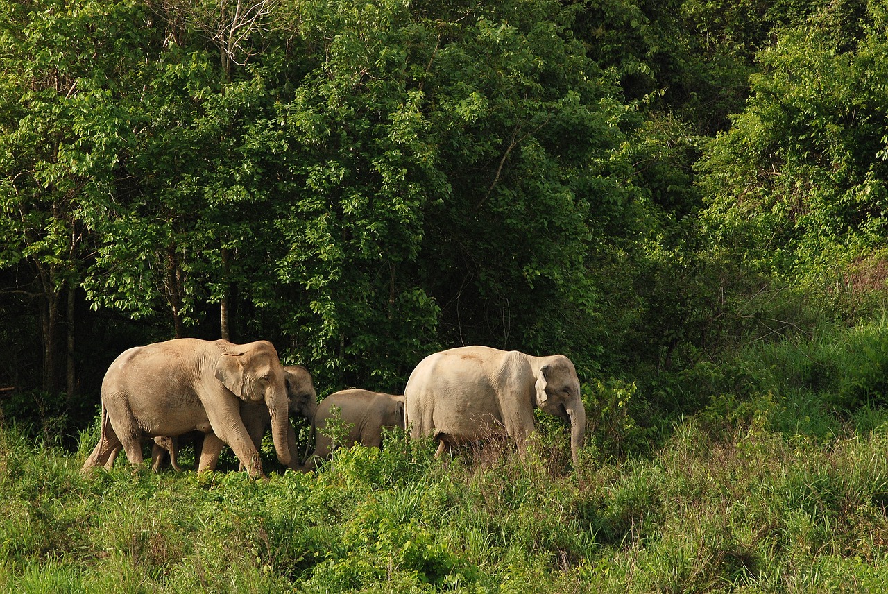 Asian Elephant