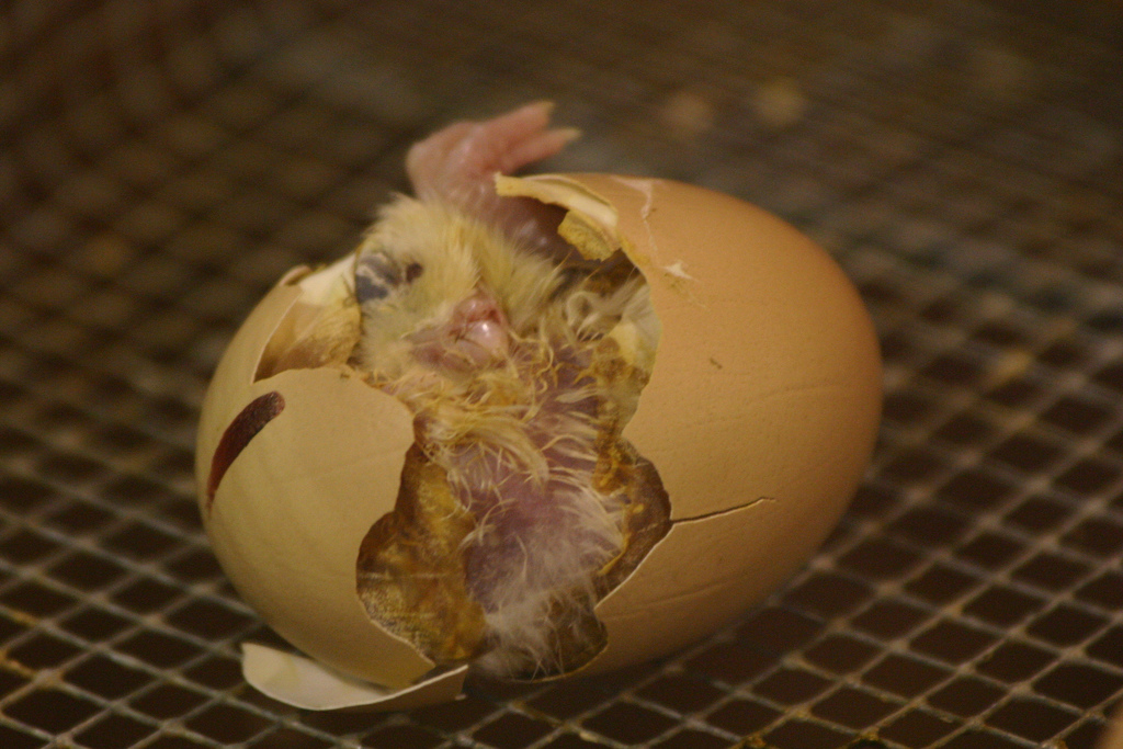 Chick hatching