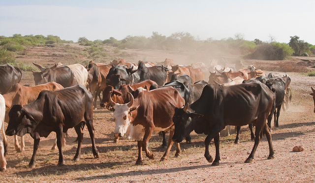 Cattle in Africa