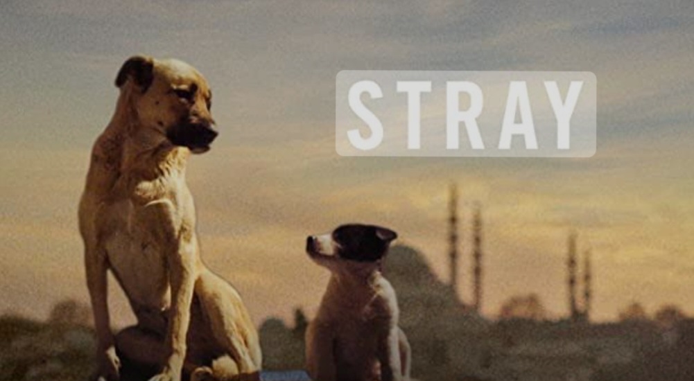 Stray official promotional photo depicting two dogs; Zeytin and Kartal looking at each other 