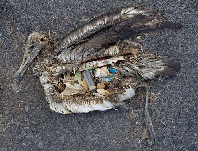 Dead albatross chick with plastic-filled stomach